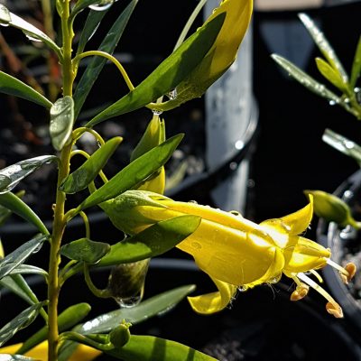 eremophila maculata alternifolia aurea